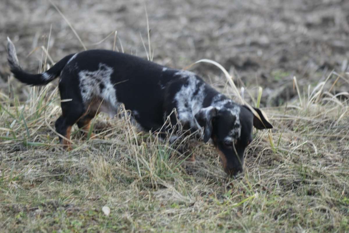Standard Dackel Hündin sucht neues Traumzuhause - 5