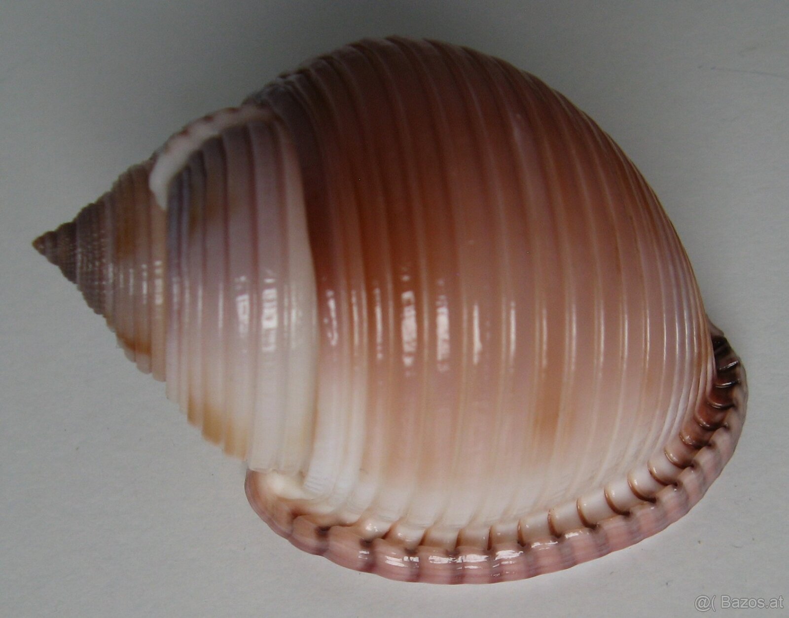 Muschelverkaufsausstellung 28. 3. BRNO - 5