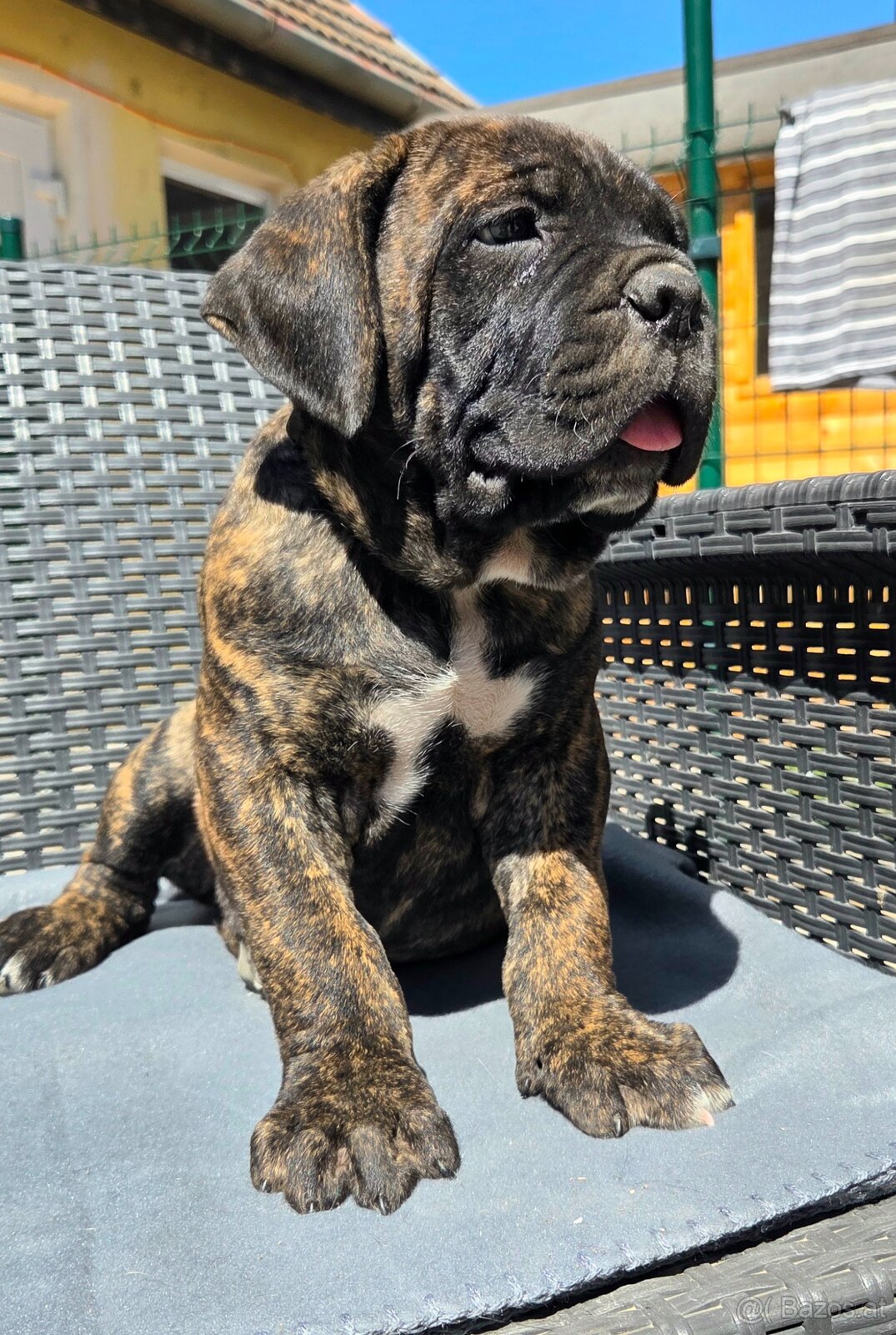 Cane corso mit Stammbaum - 5