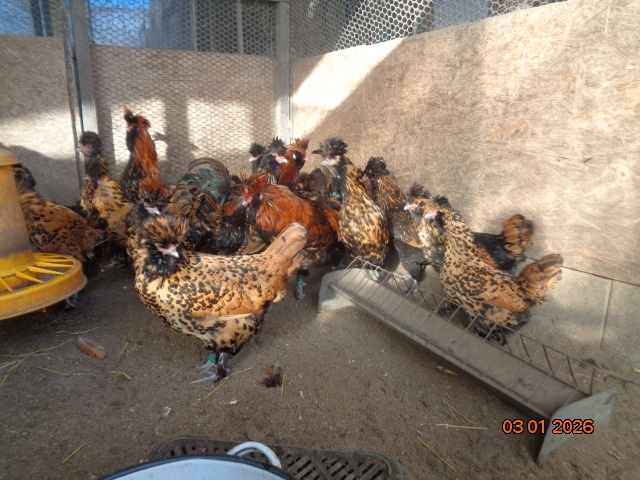 Bruteier Pawlowskaya gold - 5