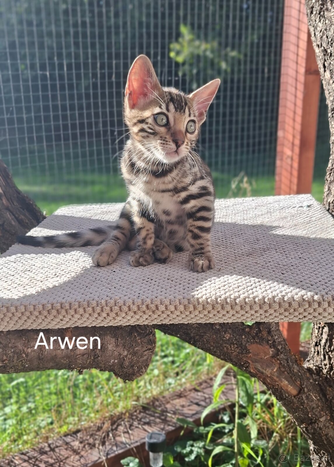 BENGAL-KITTEN MIT FIFe-STAMMBAUM - 5