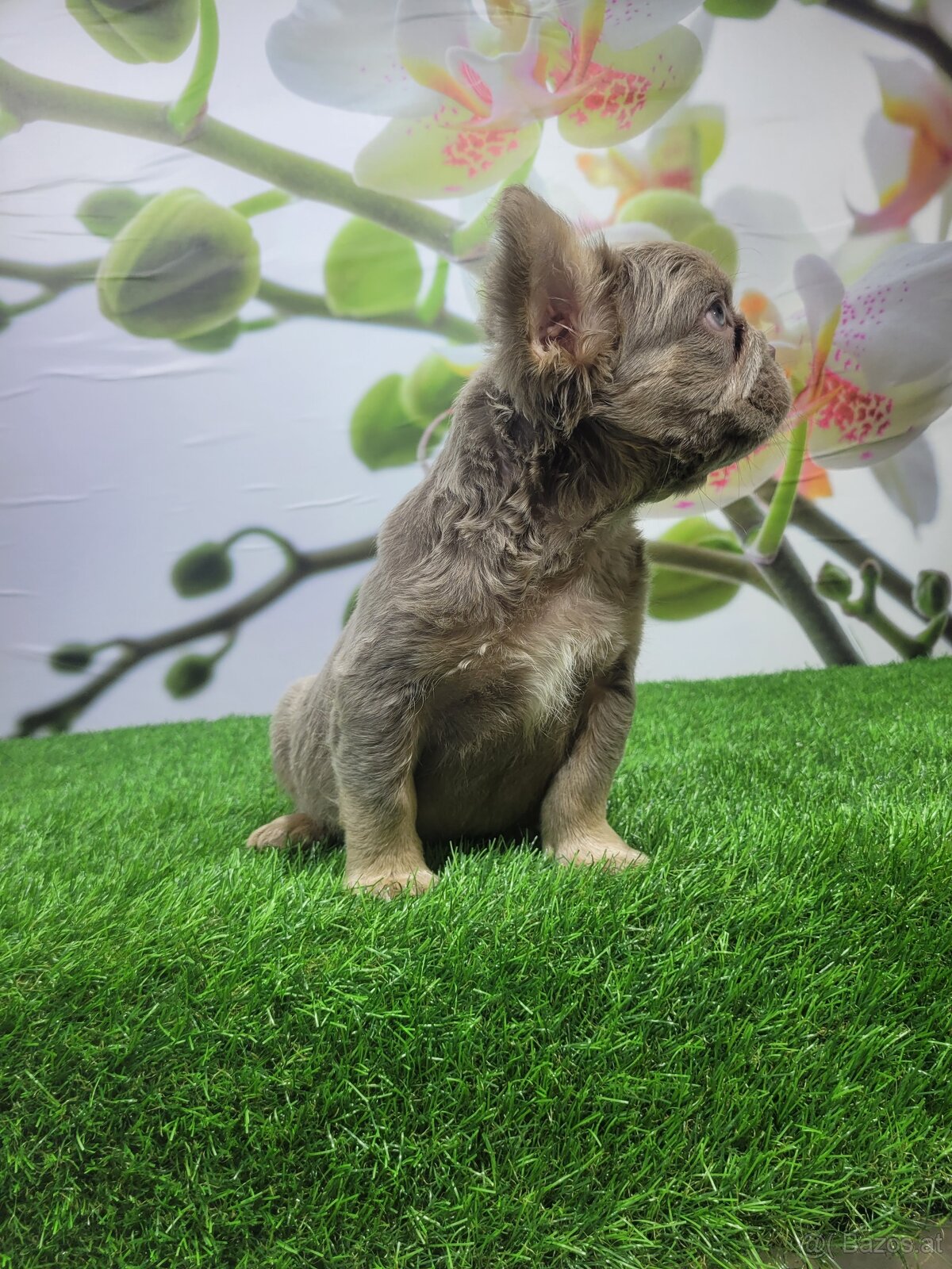 Französische Bulldogge - 5