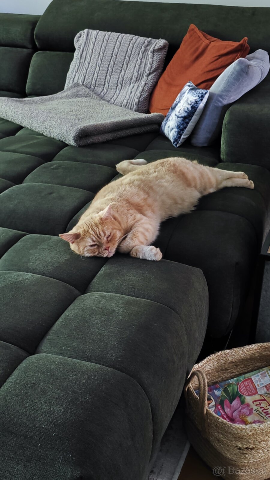Britisch Kurzhaar Katzen - 5