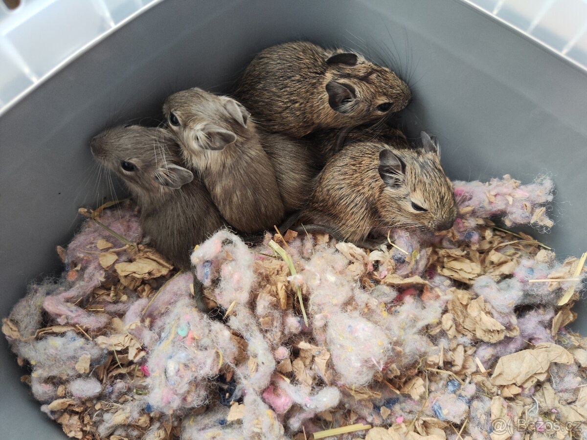 Degus - 5