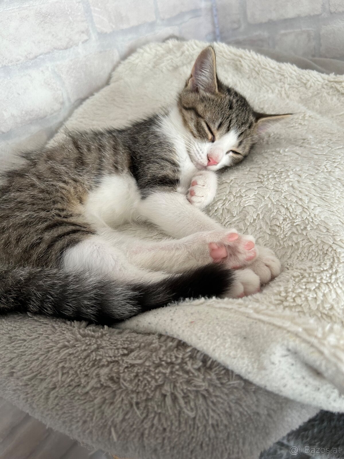 🐾 Zwei Katzenmädchen suchen ein liebevolles Zuhause - 5