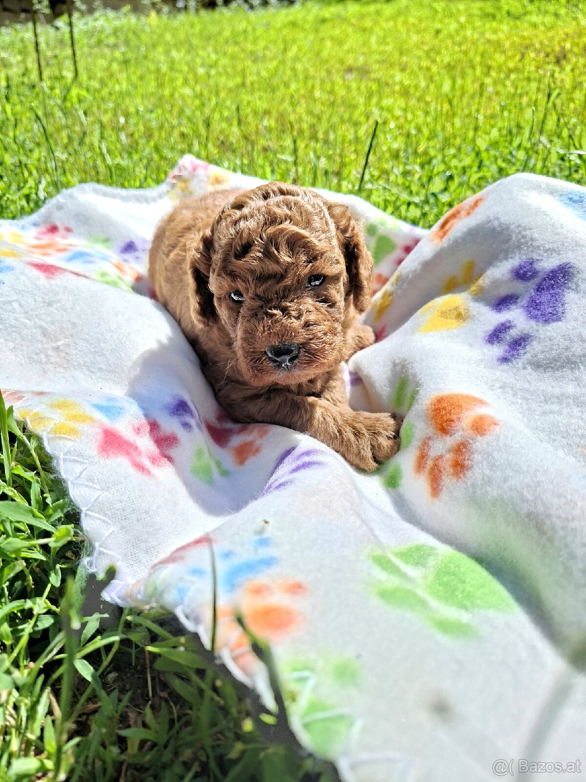 Poodle - 5