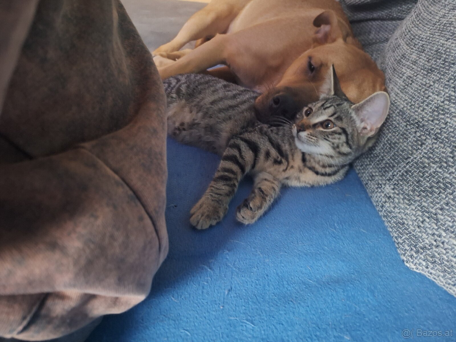 Sisu sucht ein neues zuhause - 5