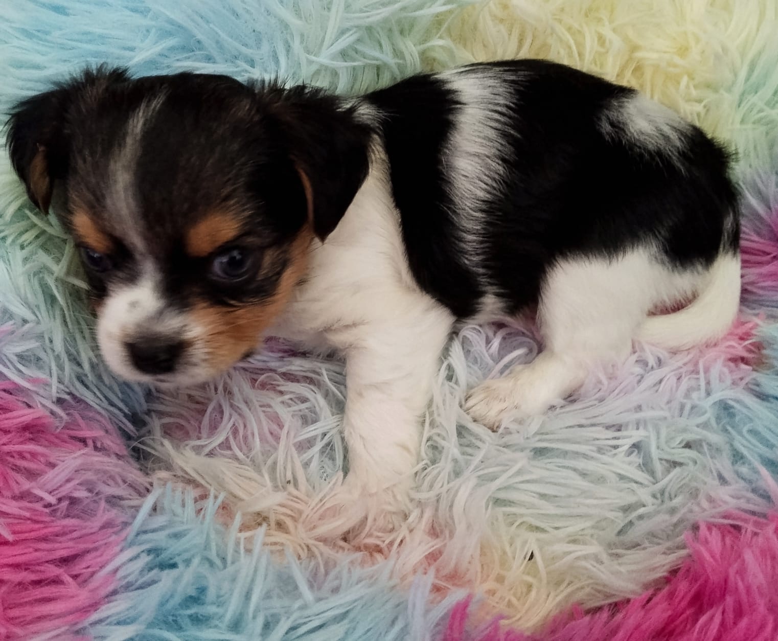 Beawer yorky Chihuahua Mix Welpen - 5