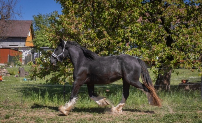 Shire horse stute - 5