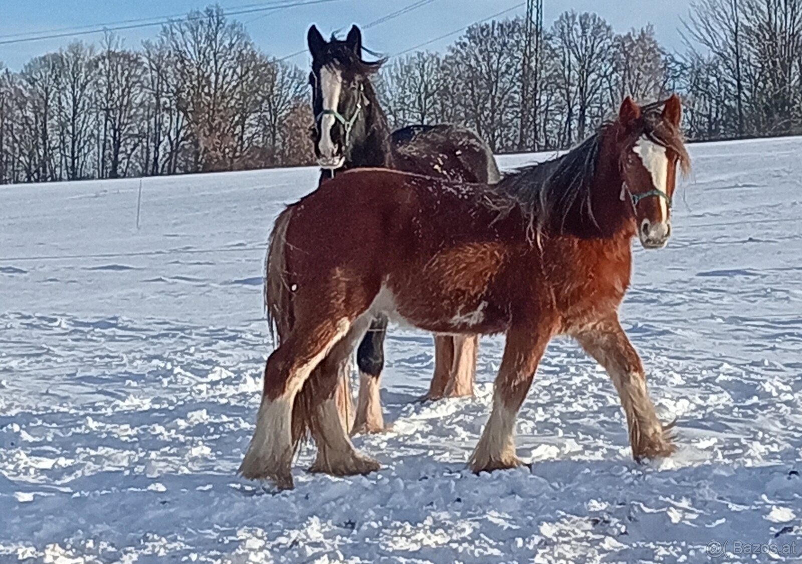 Drum horse hengst - 5