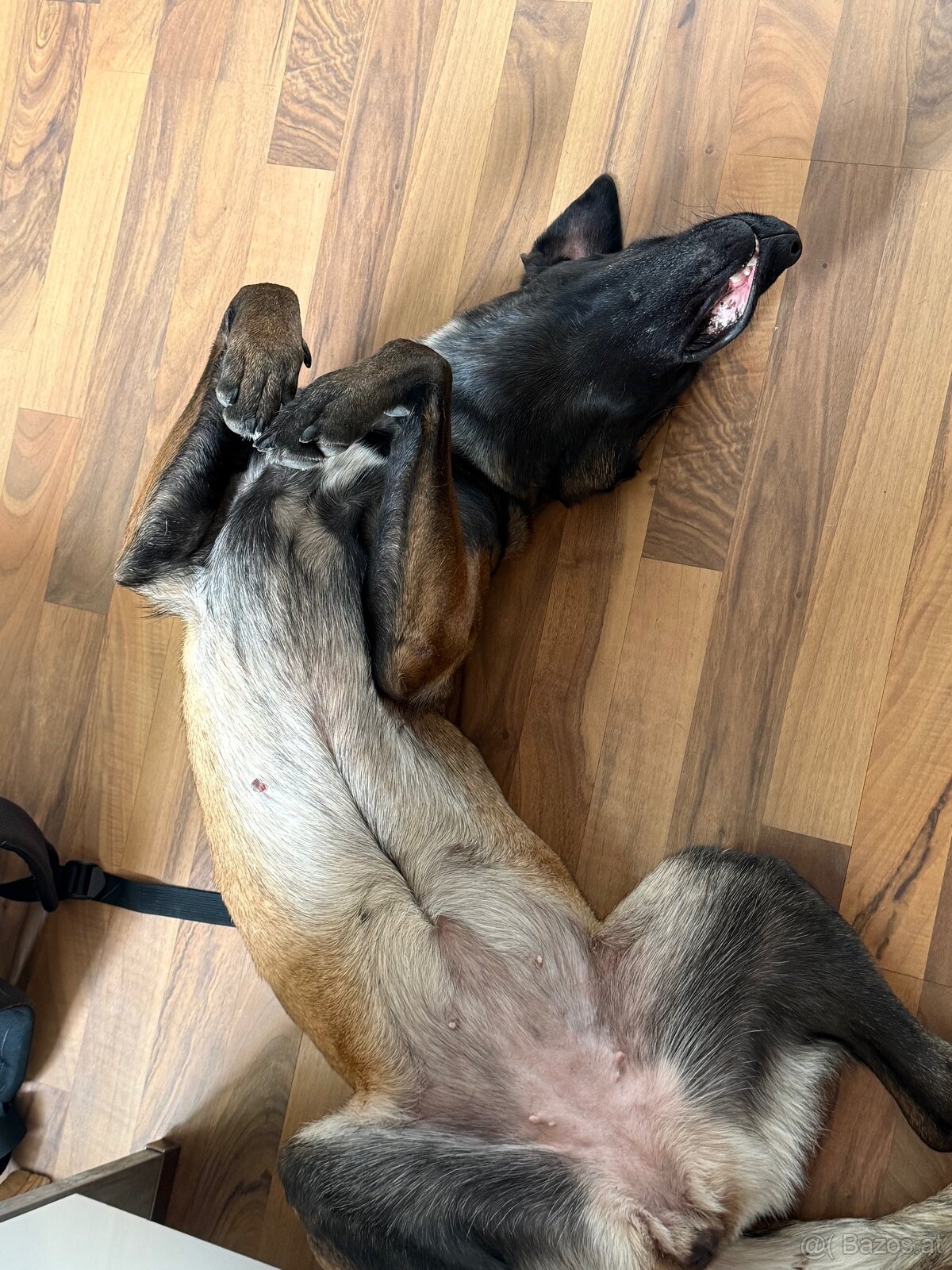Wurfankündigung Malinois x Cane Corso - 5