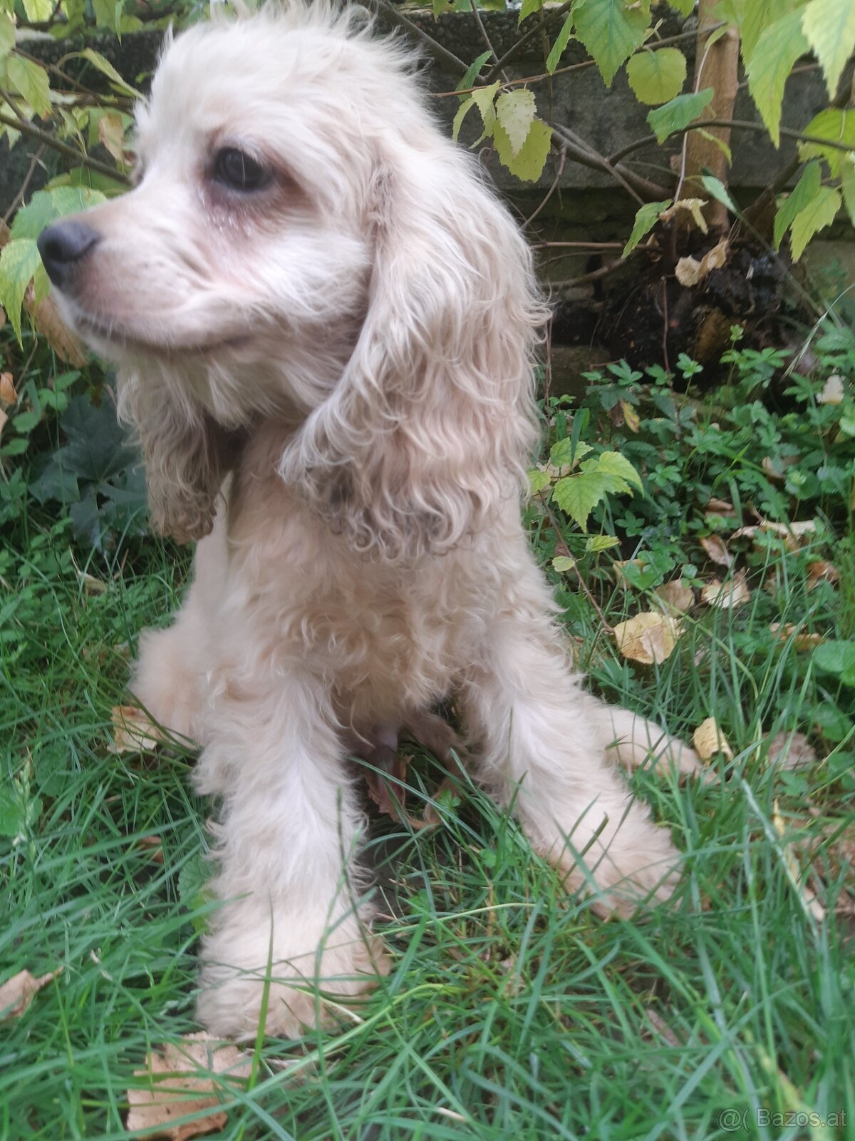 SPANIEL- FREUNDE AUFGEPASST - 5