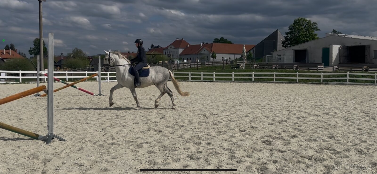 Kladruber horse - 5