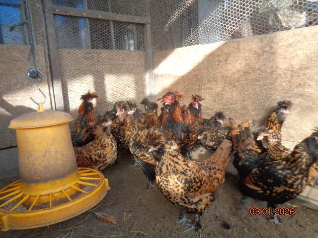 Pawlowskaya gold s.g. - 5