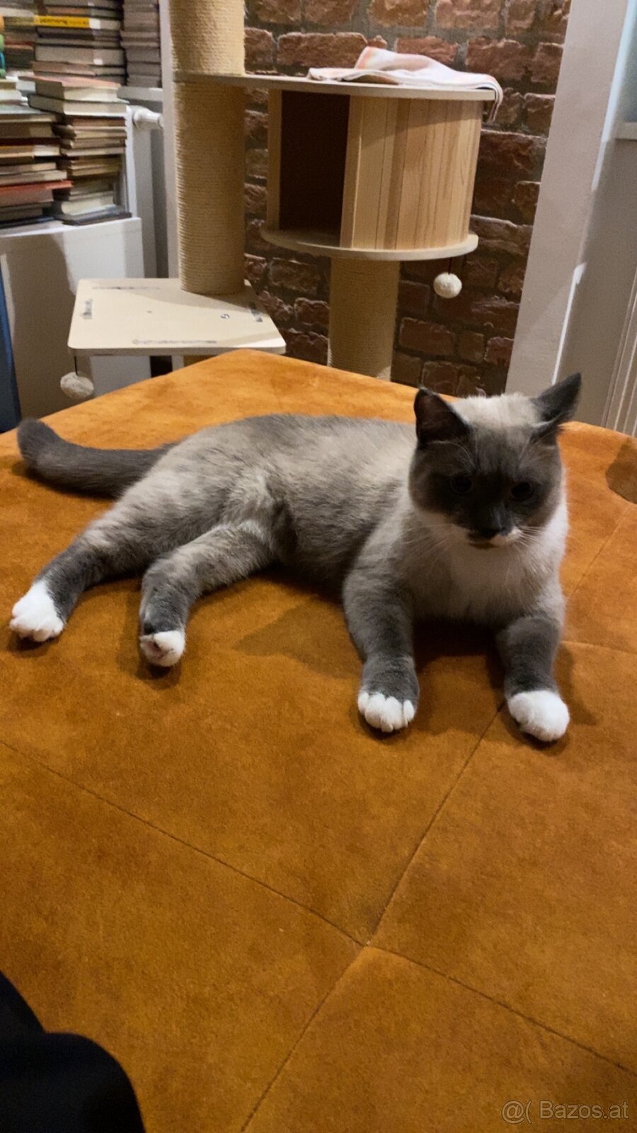 Katzen zu vergeben - 5