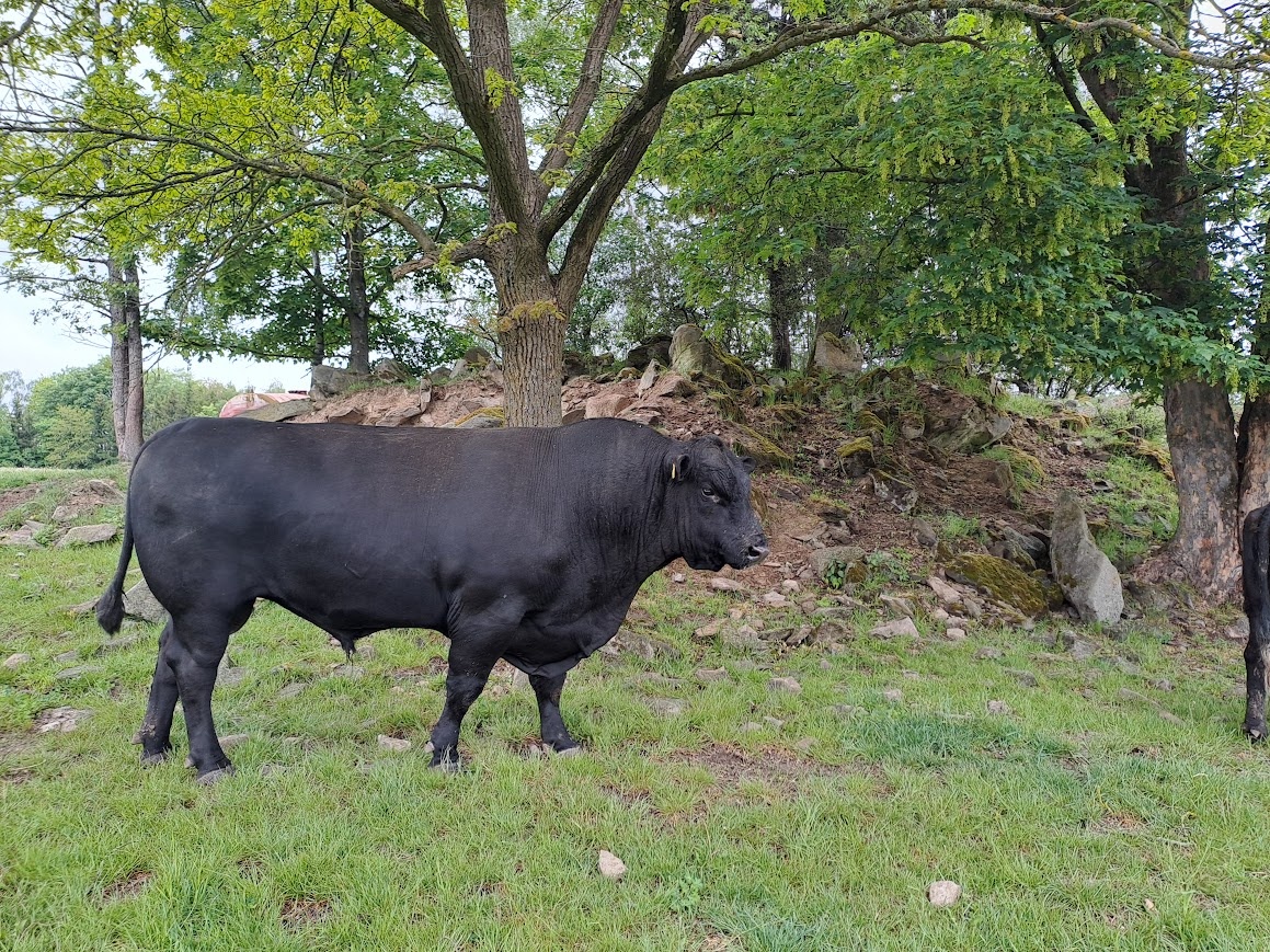 Aberdeen Angus Zuchtbulle - 5