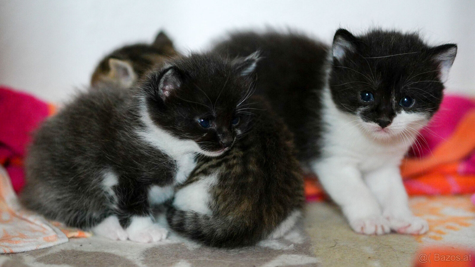 Babykätzchen suchen ein Daheim mit Freigang - 5
