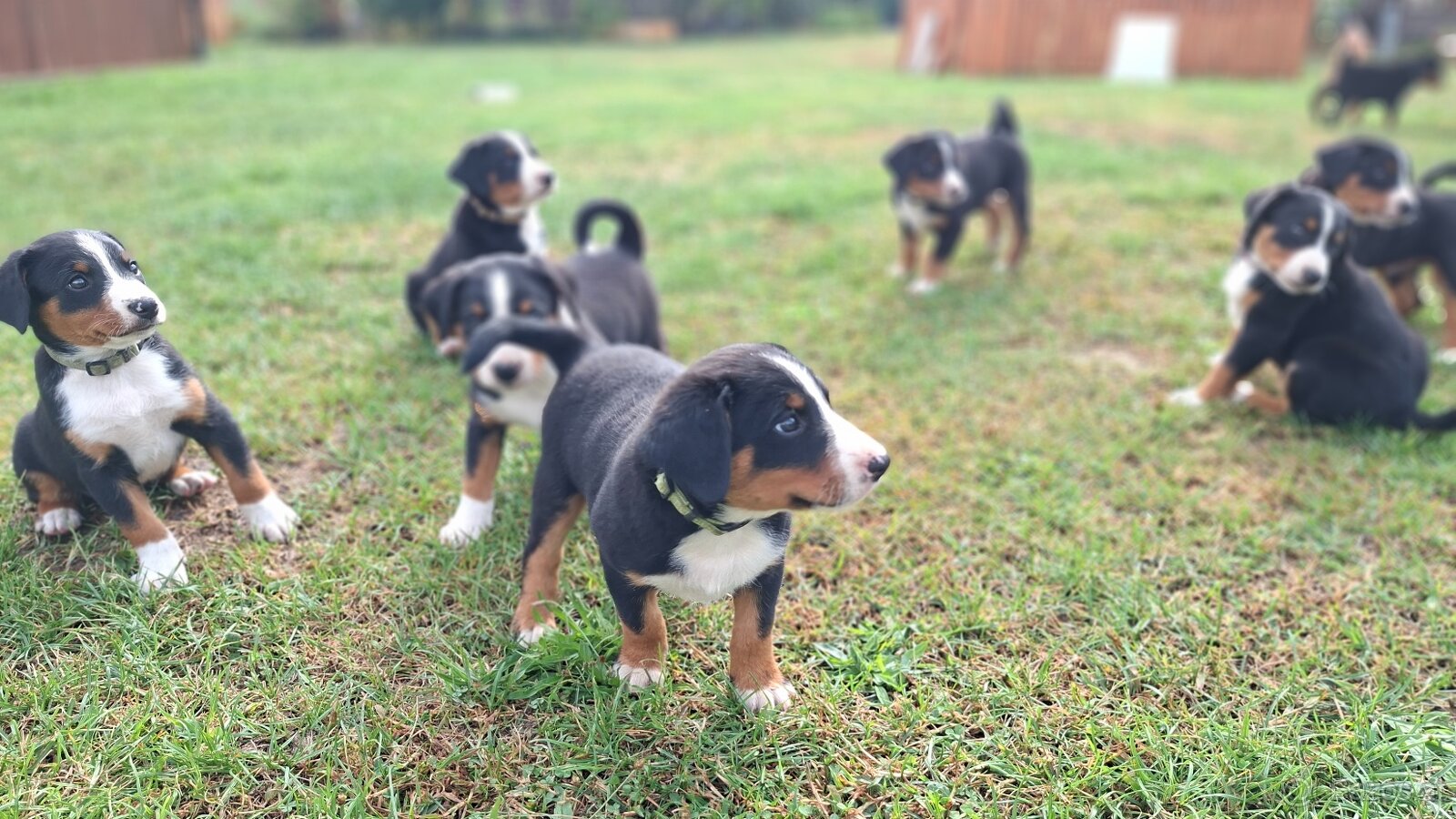 Appenzeller Sennenhund - FCI-Welpen - 5