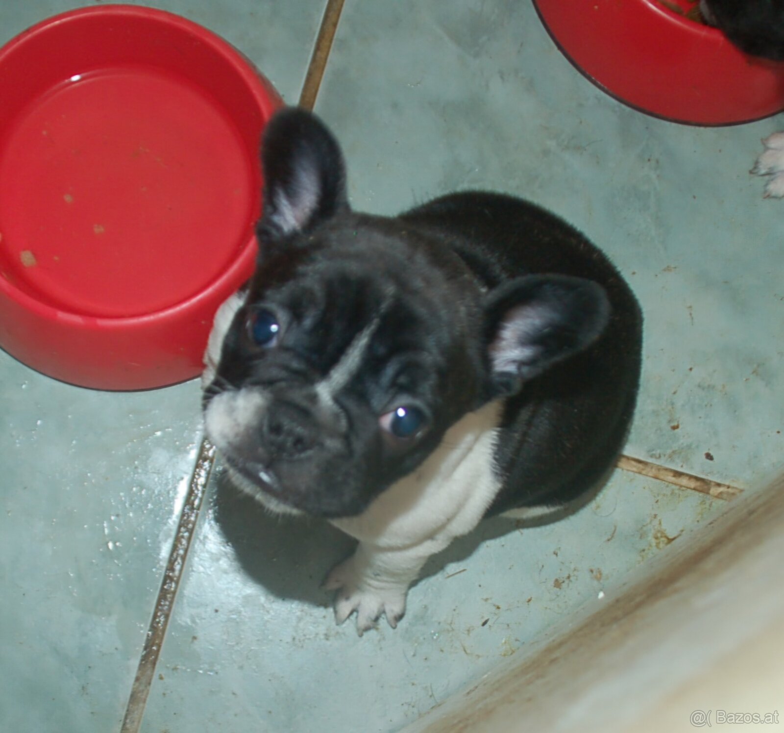 Französische bulldogge - 5