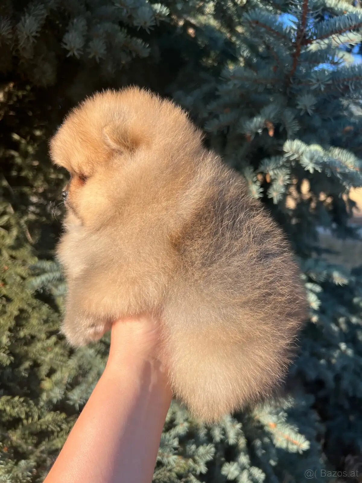 Wunderschöne Zwergspitz-Pomeranian-Welpen - 5