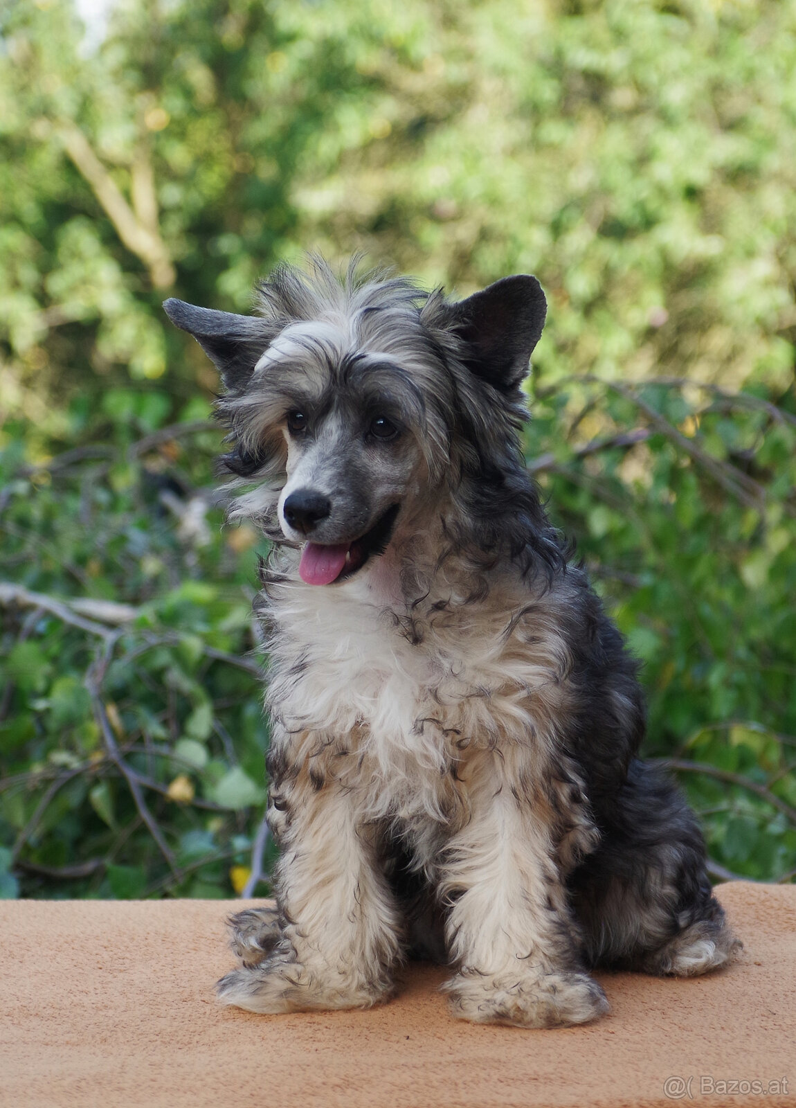chinese crested dog - hairless - FCI - 5