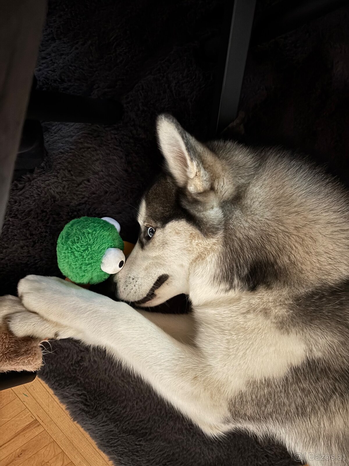 Sibirischer Husky Rüde zu vergeben - 5