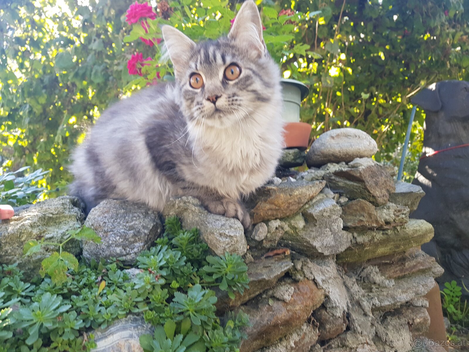 Maine Coon Kitten suchen Herzensplätze - 5