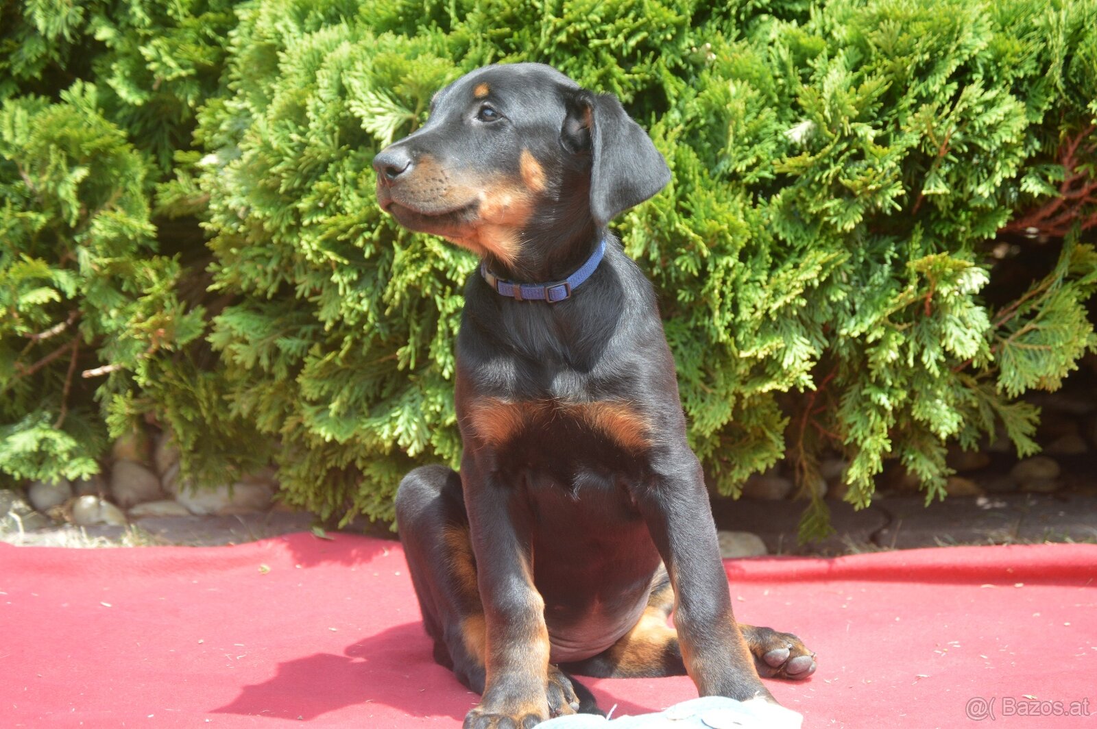 Beauceron Welpen (Berger de Beauce) - 5