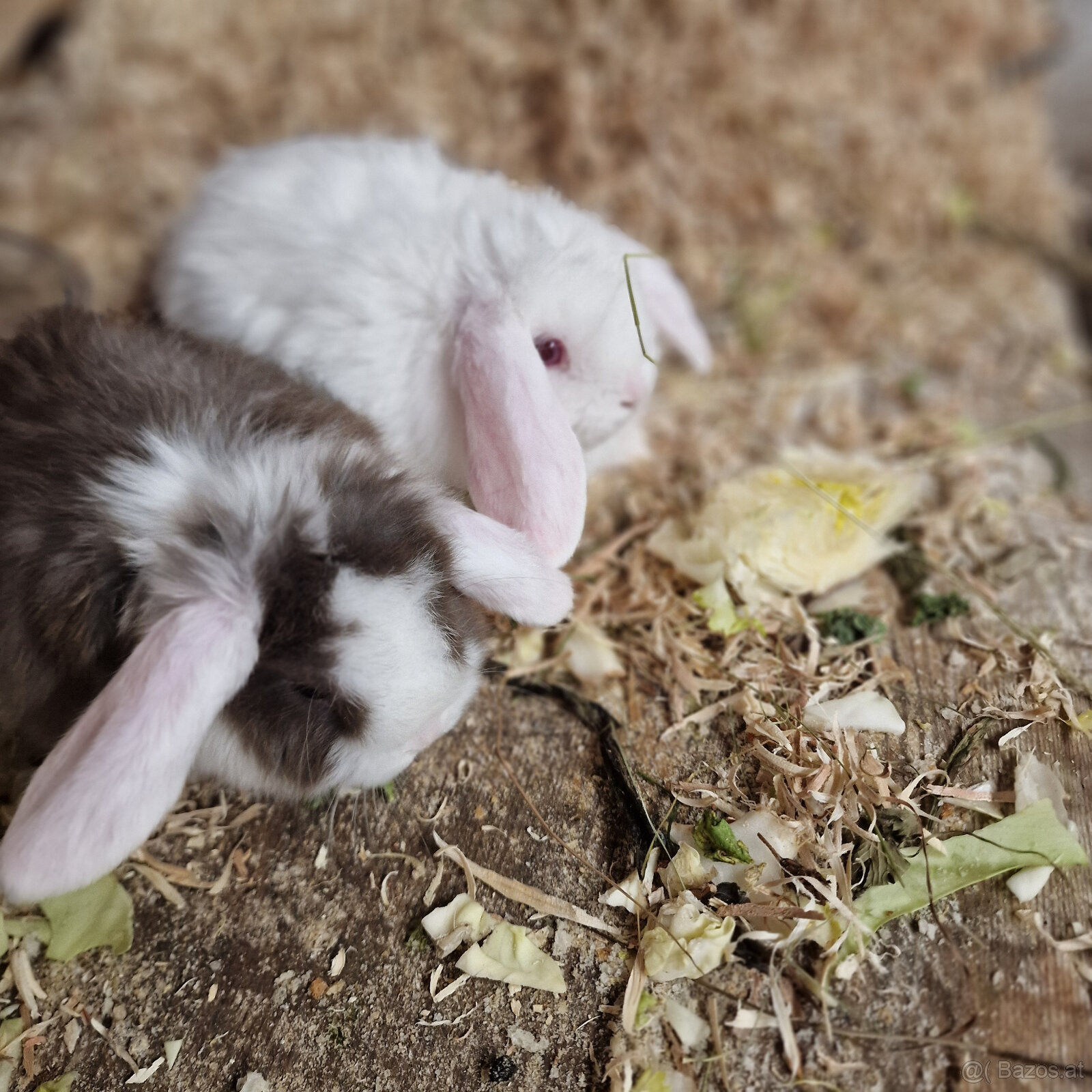 Minilop Häschen - 5