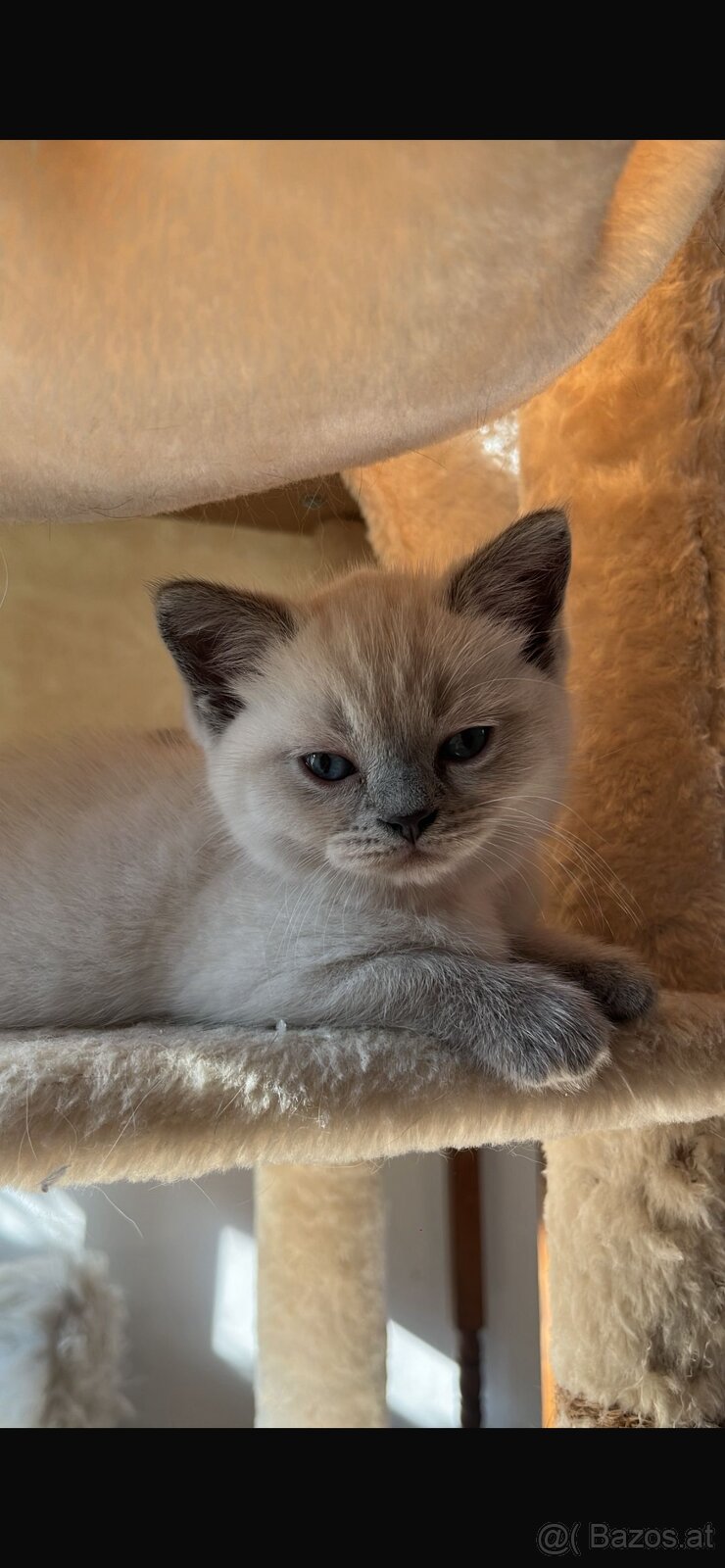 BKH-Kitten Colorpoint - 5