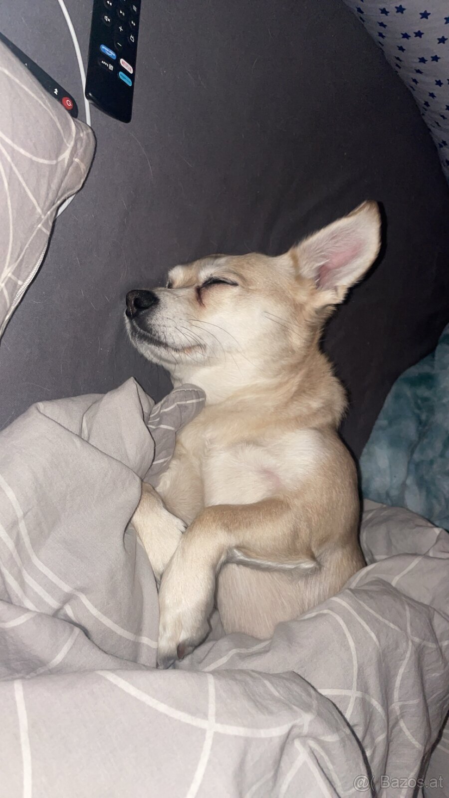 Hund zu verschenken - 5