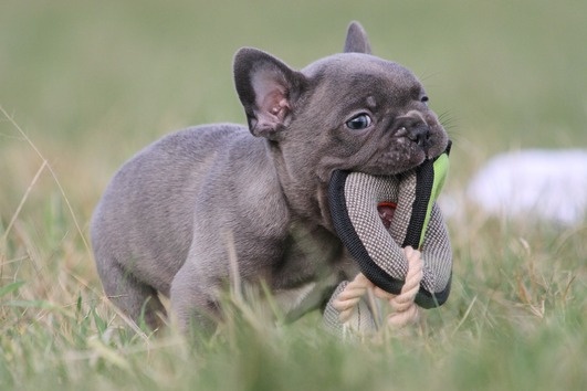Französische Bulldoggen Welpen mit Ahnentafel - 5