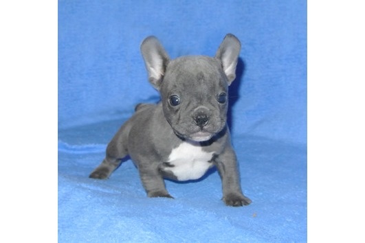 Französische Bulldoggen Welpen (Blue) suchen ein Zuhausegesu - 5