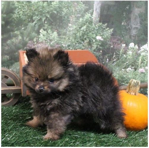 Pomeranian ZwergSpitz Teddy Welpen - 5