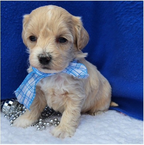 Maltipoo Welpen - 5