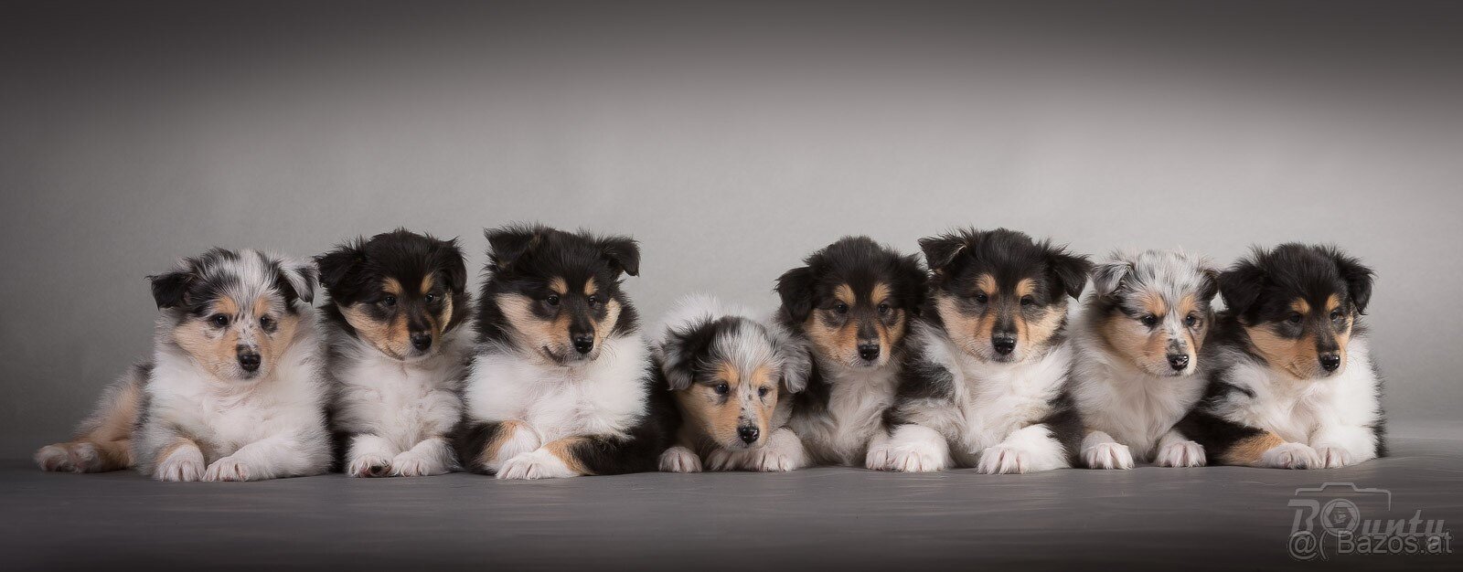 Collie Langhaar Welpen (FCI Stammbaum) - 5