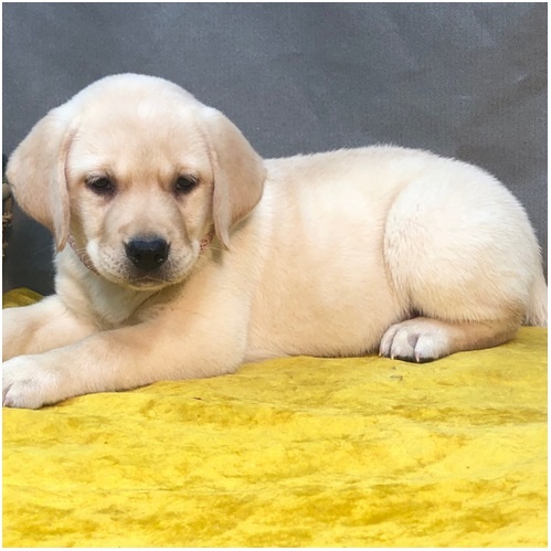 Süße Labrador Welpen mit Papieren - 5