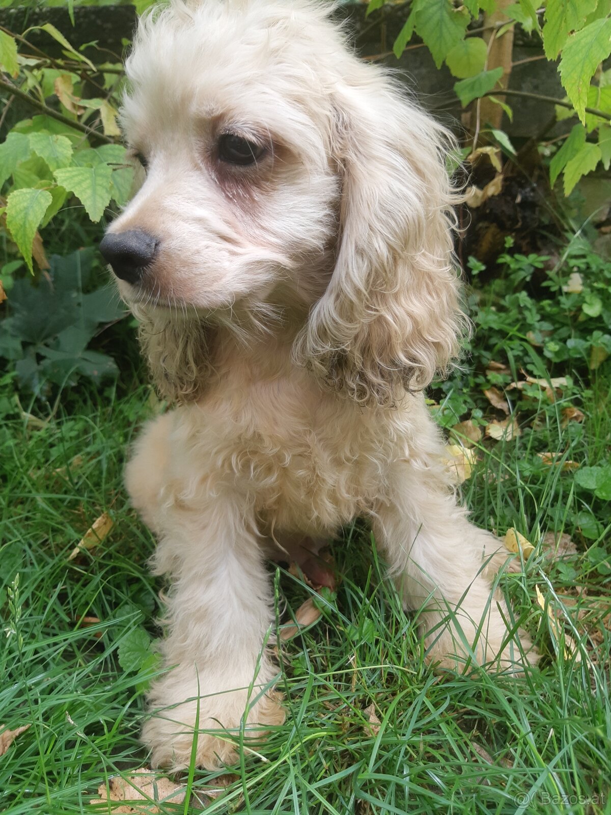 SPANIEL- FREUNDE AUFGEPASST - 5
