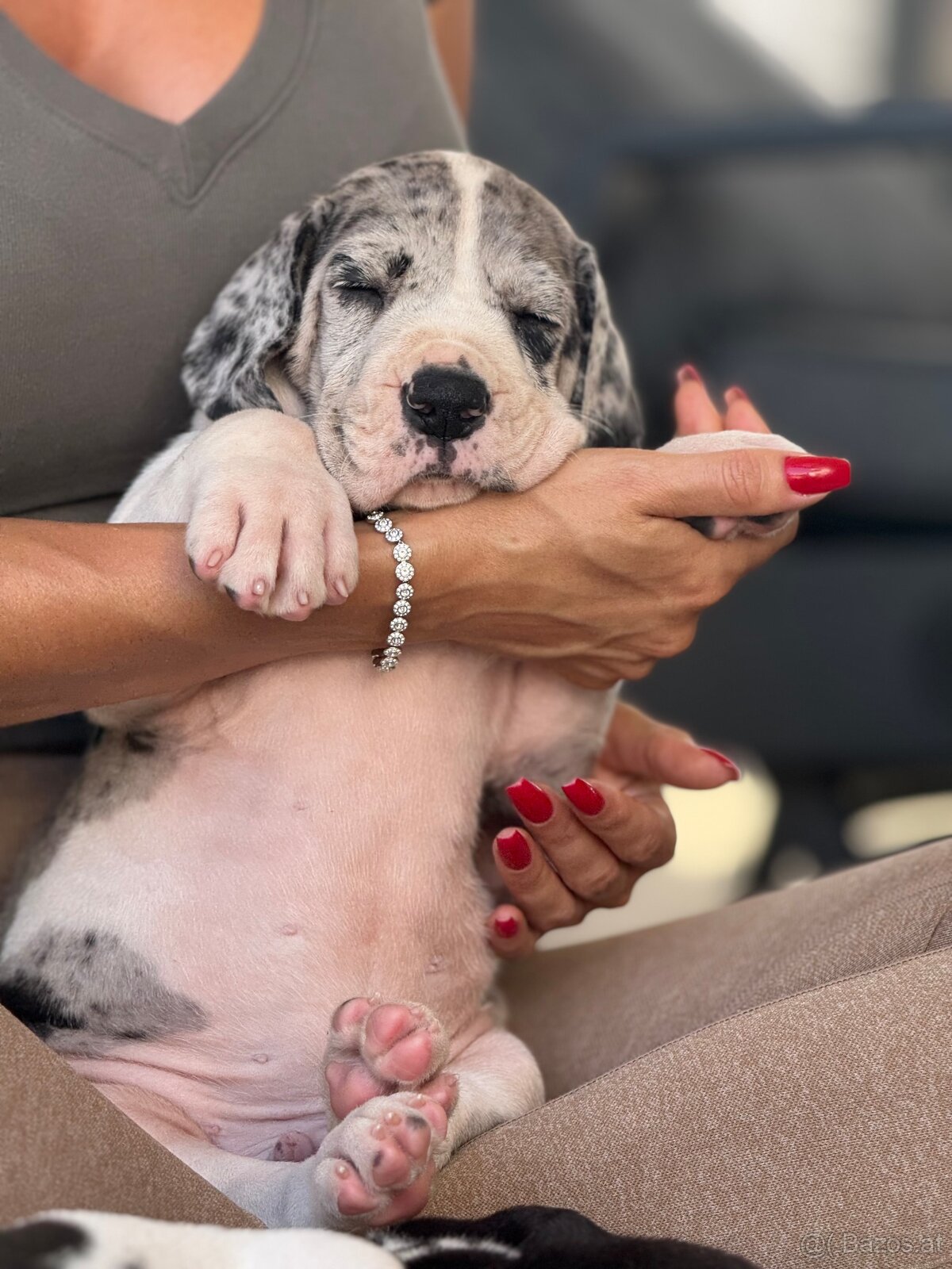 Deutsche-Dogge-Welpen, Deutsche Dogge - 5