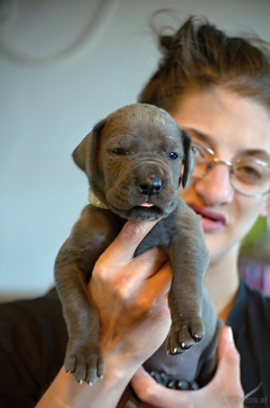 Deutche dogge blau FCI - 5