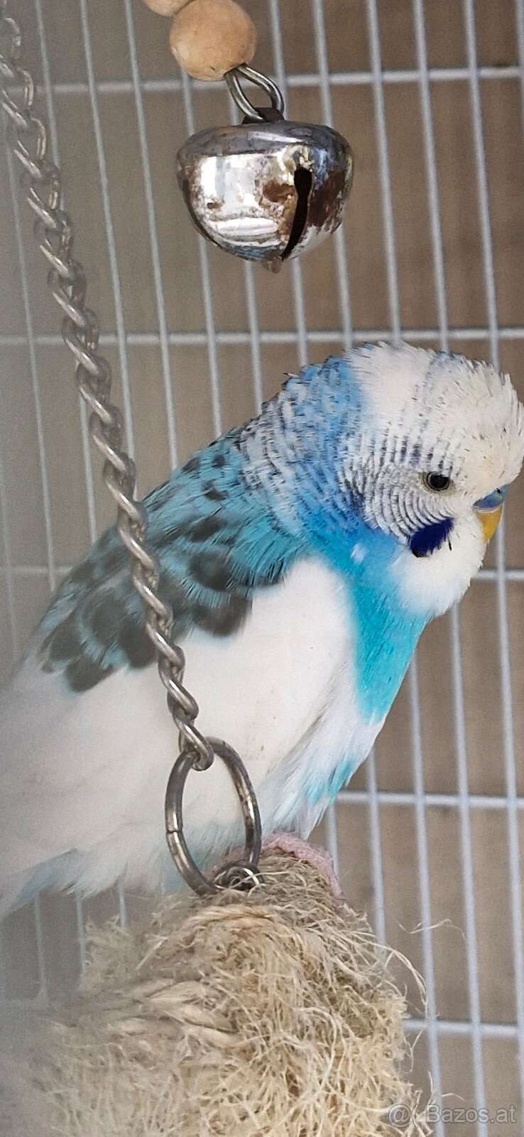 Wellensittich und Nymphensittich - 5