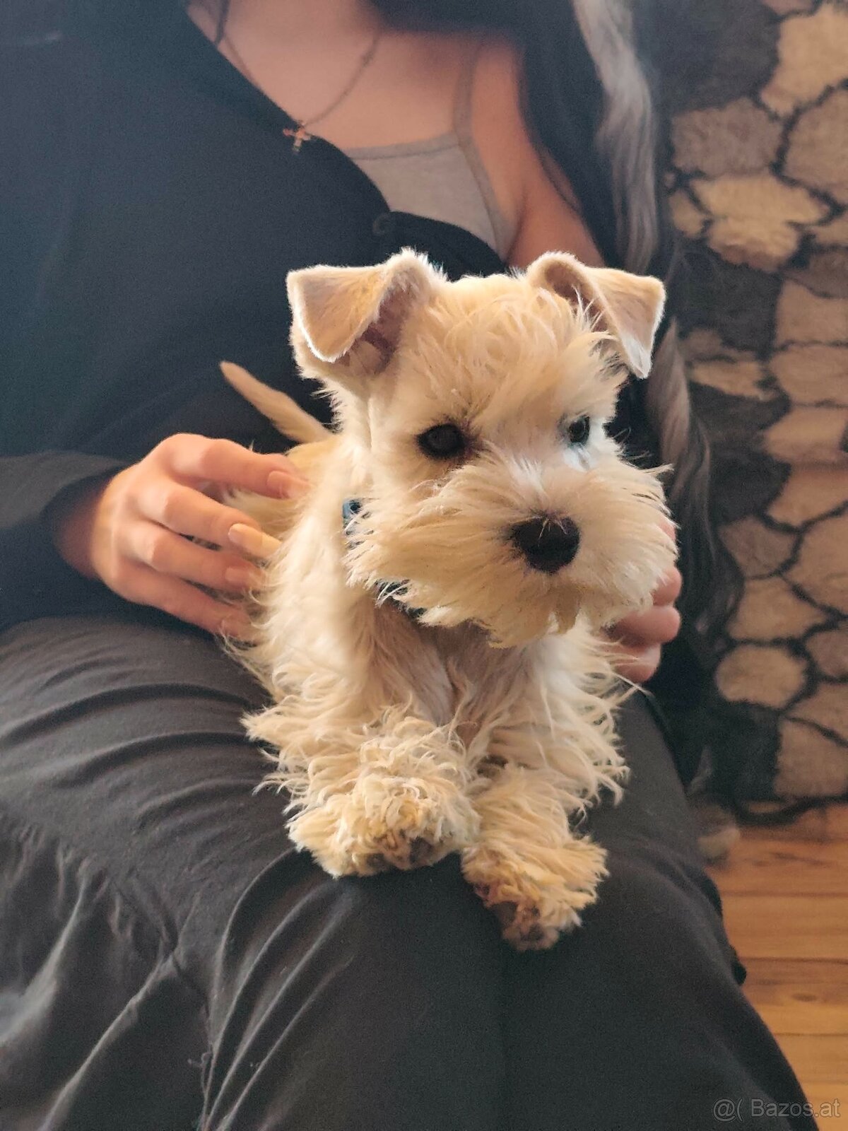 Schnauzer miniatúrne white - 5