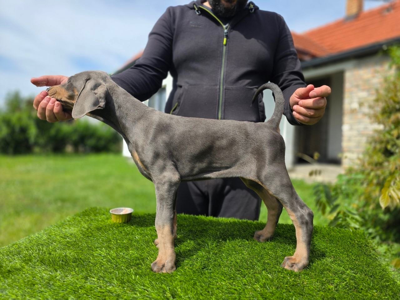 BLAUE DOBERMANN-WELPEN MIT FCI-PAPIEREN - 5