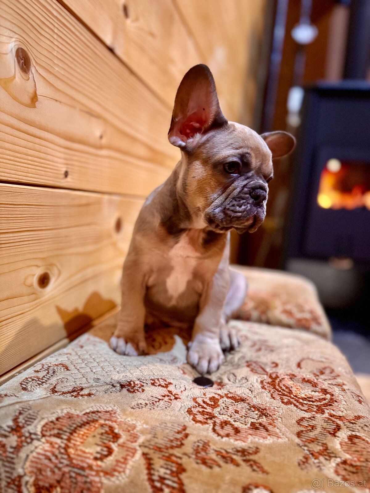 Französischen Bulldoggen - 5