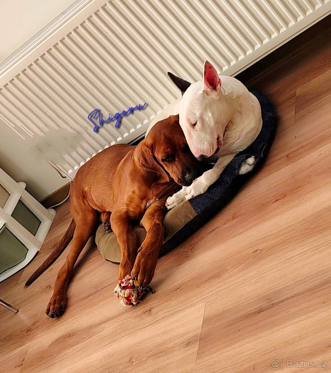 Tosa Inu pedigree FCI - 5