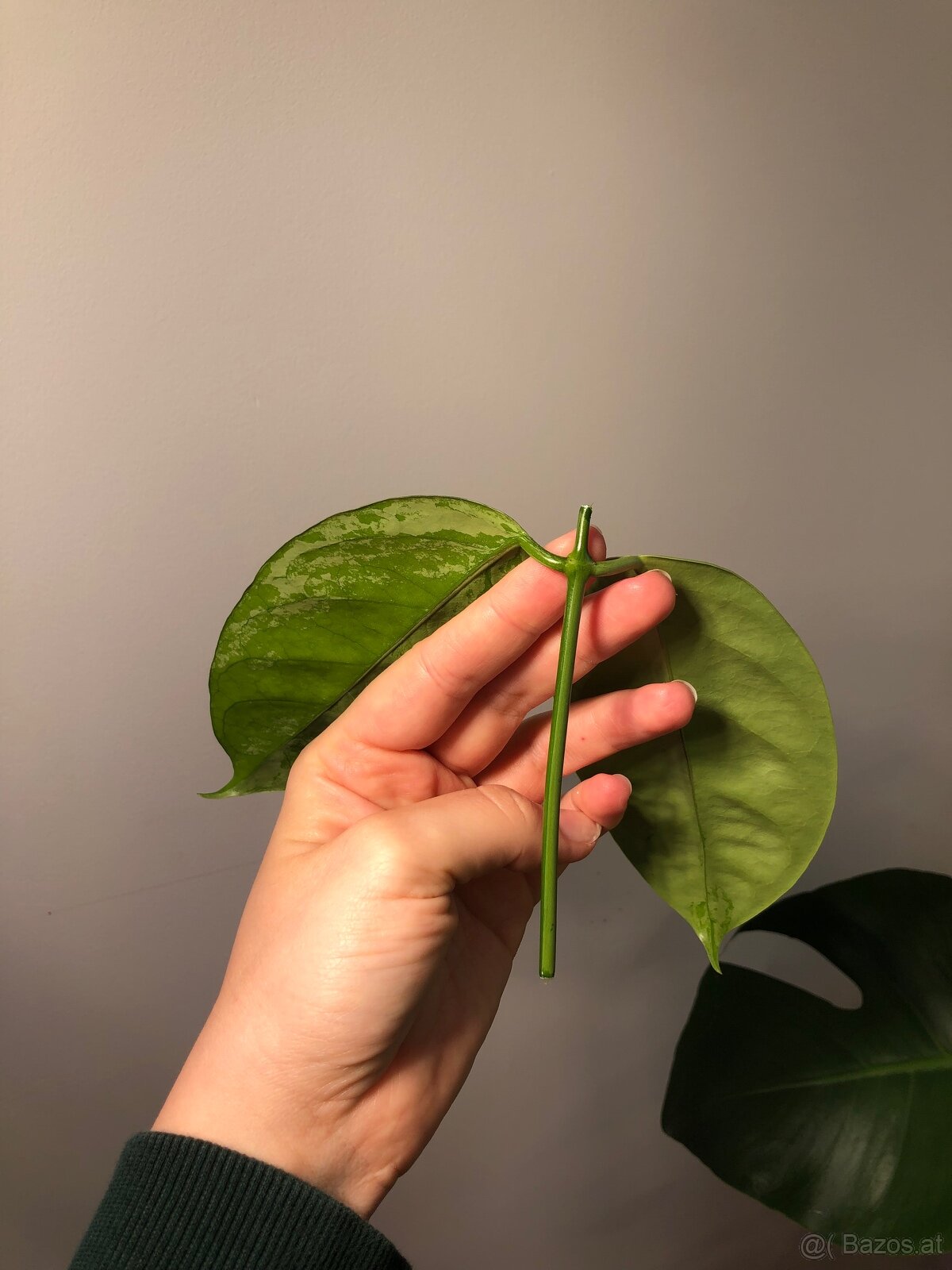 Hoya Coriacea Silver - 5