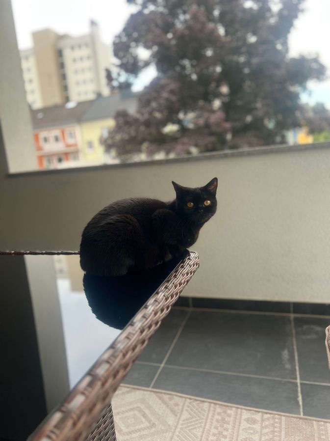 2 Britisch Kurzhaar Blue und Darkchocolate - 5