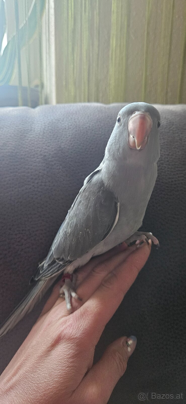 Halsbandsittiche - 5