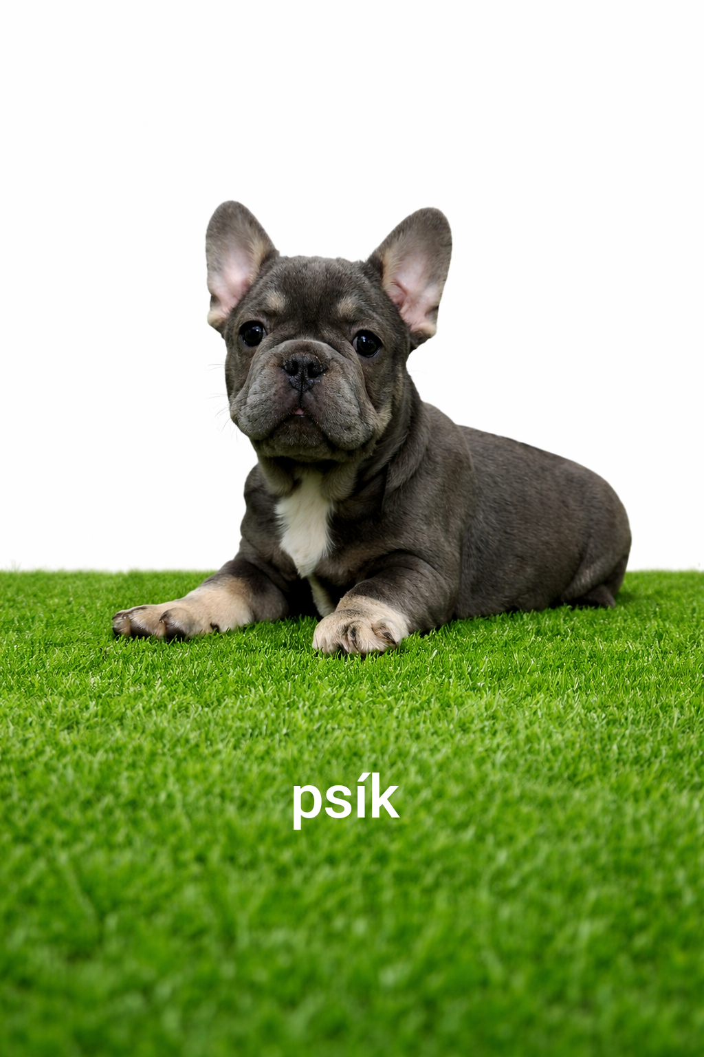 Französischen Bulldog - 5