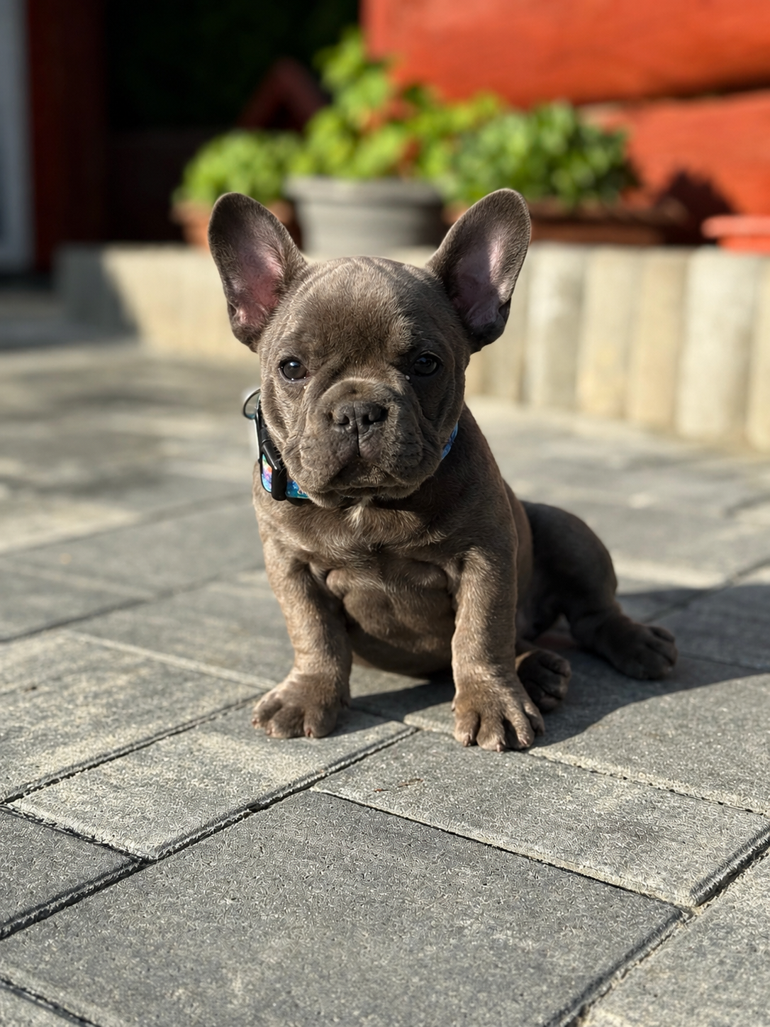 Französischen Buldogge Hündin mit Stammbaum - 5